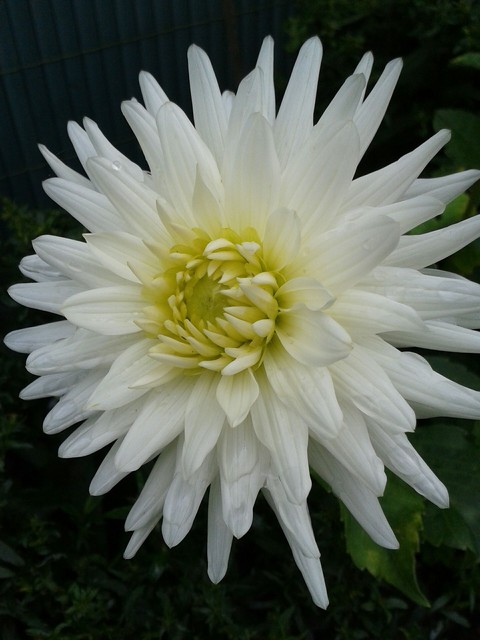 Blume