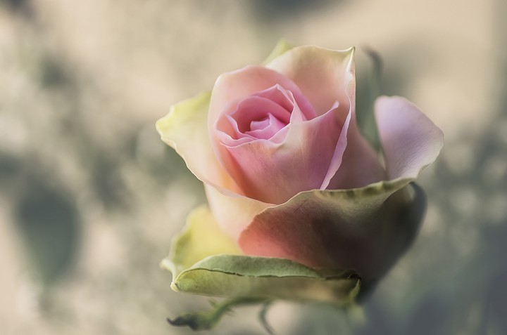 rose pink