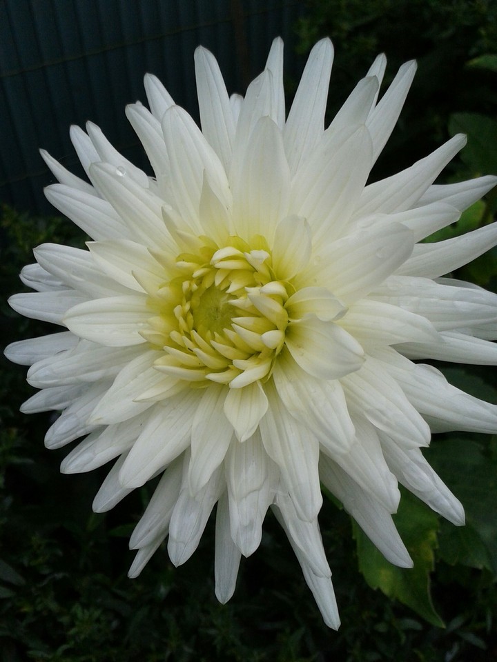 Blume