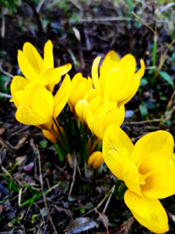 spring❤