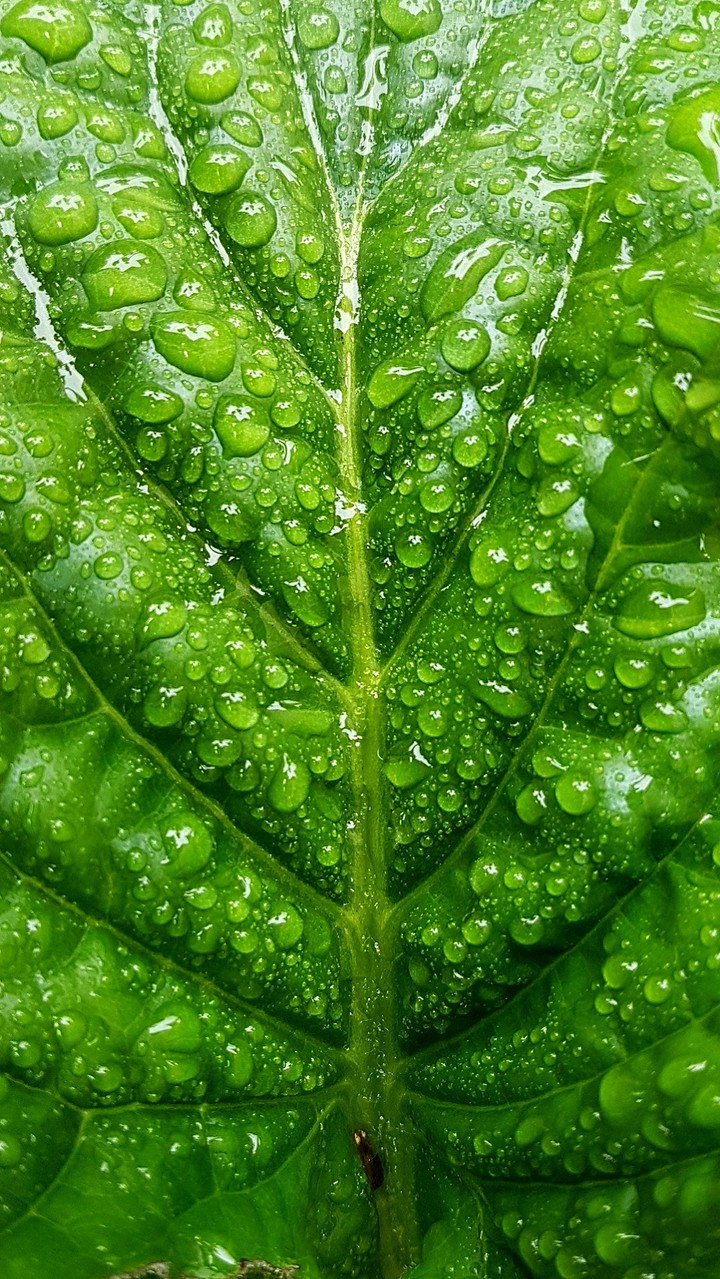 drop on leaf-rainyday4