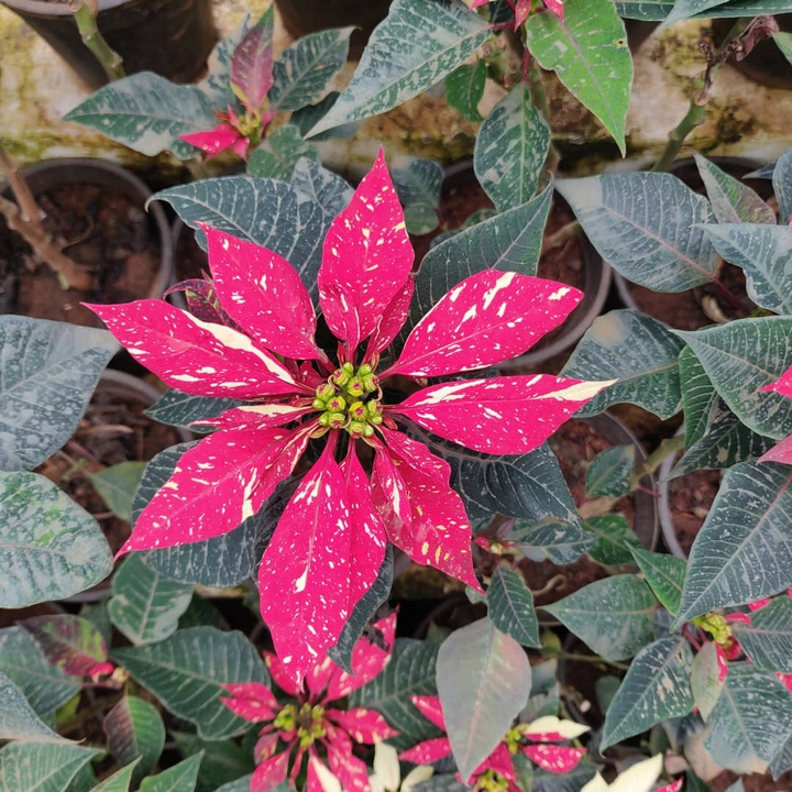 Splash of colour