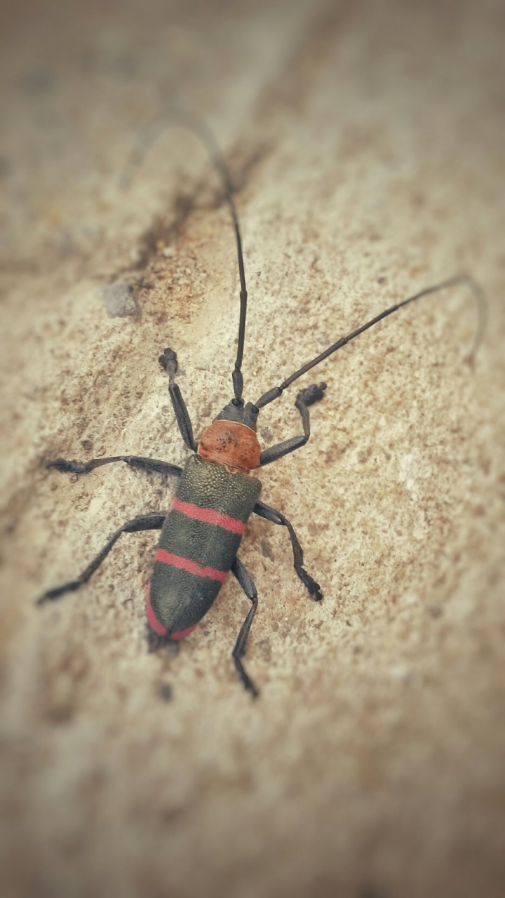 Strange Bug