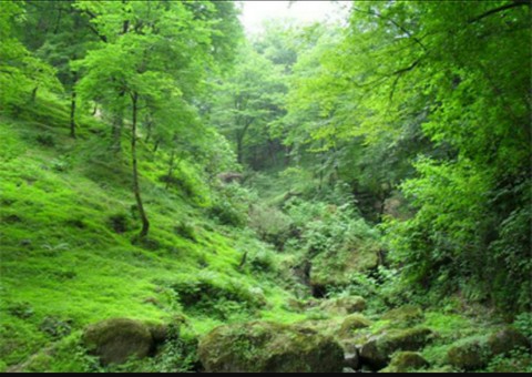 The jungle