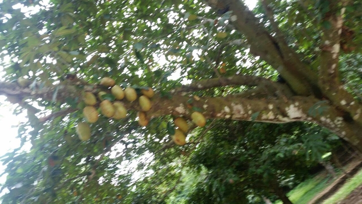 Früchte am Baum.