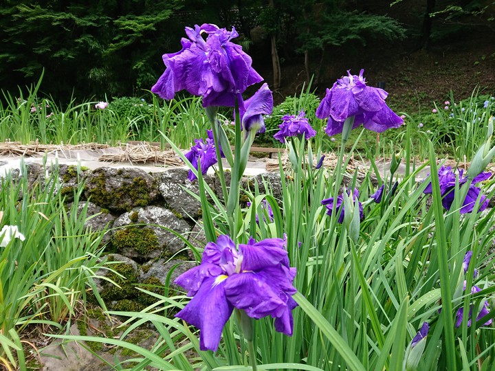 iris