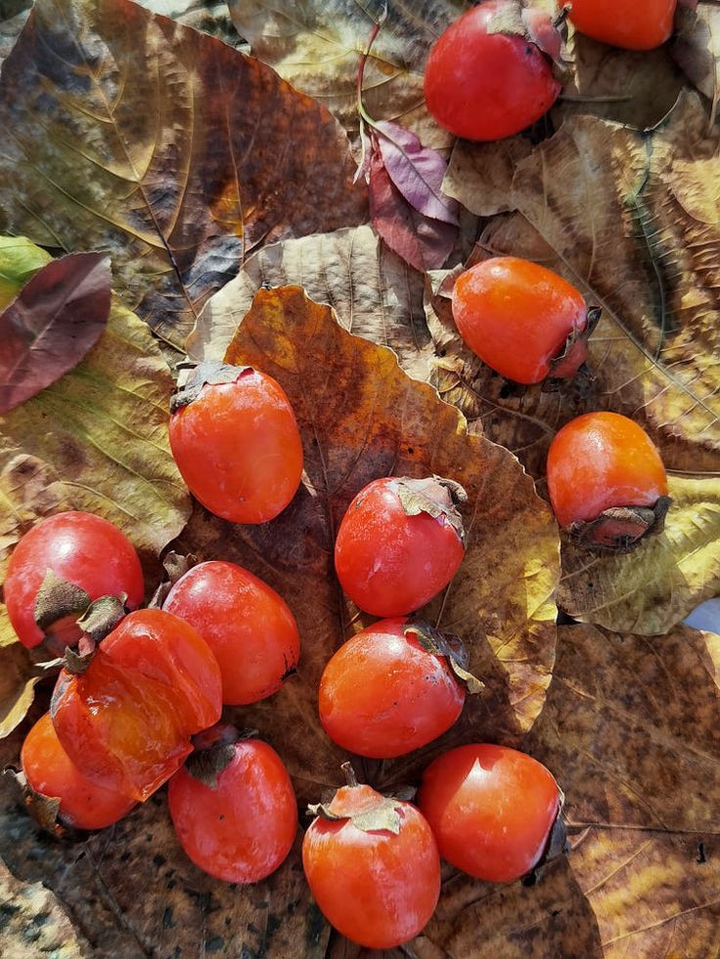 plum