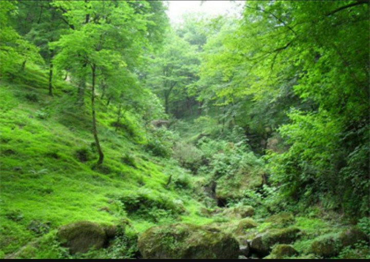 The jungle