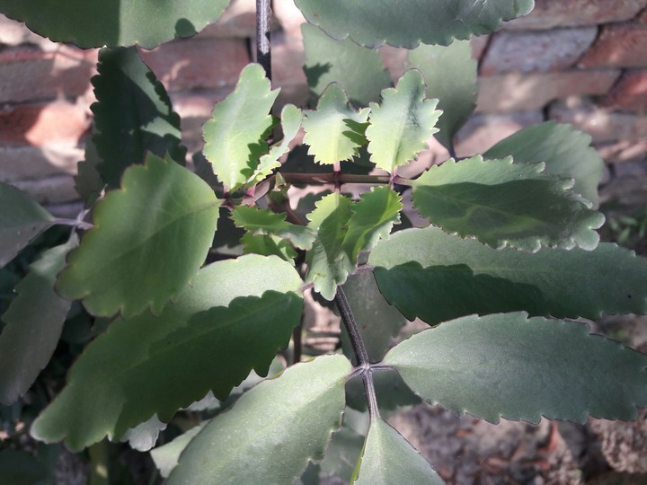 plants