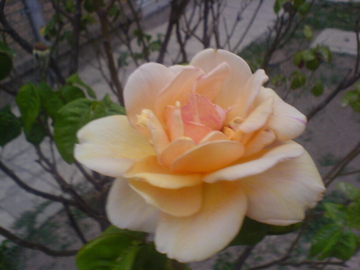 flower