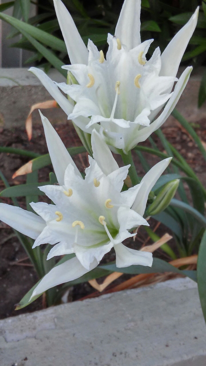 bianco