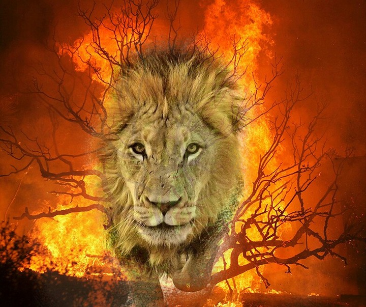 lion