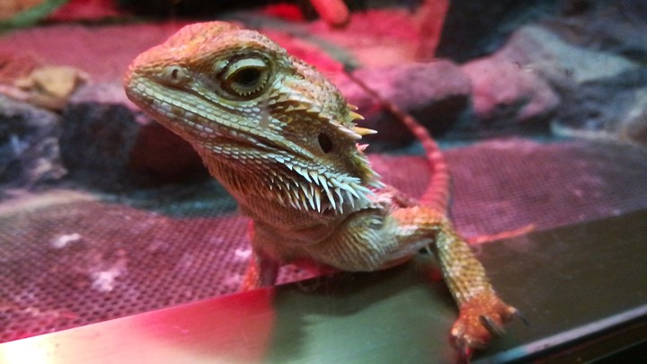 Reptile