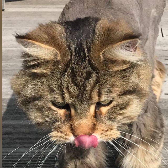 Katze