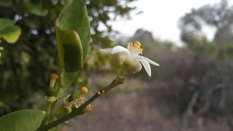 lamen flower
