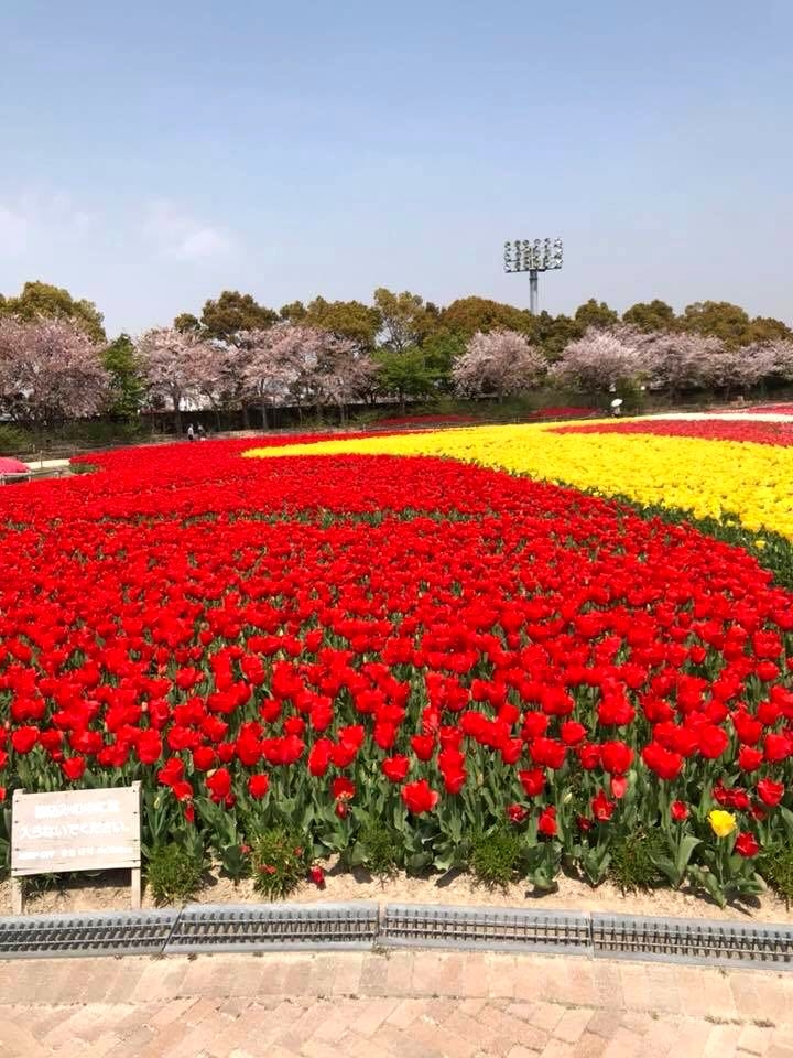 japan flower fields