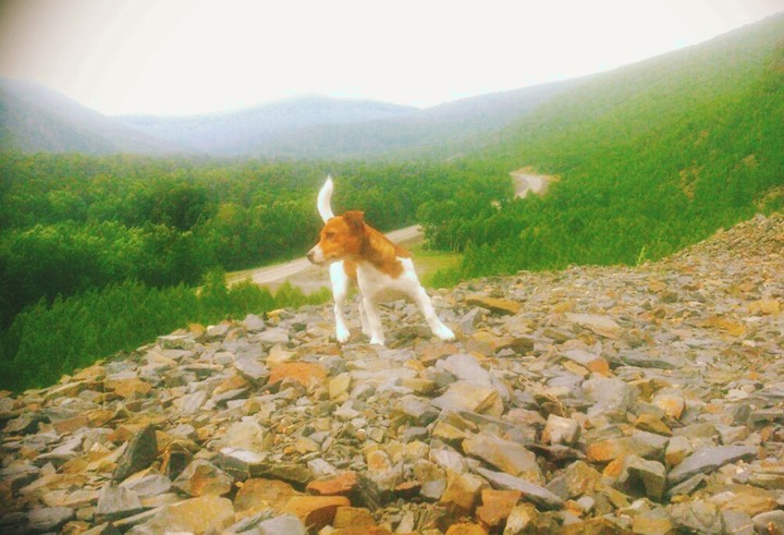 jack rassel terrier