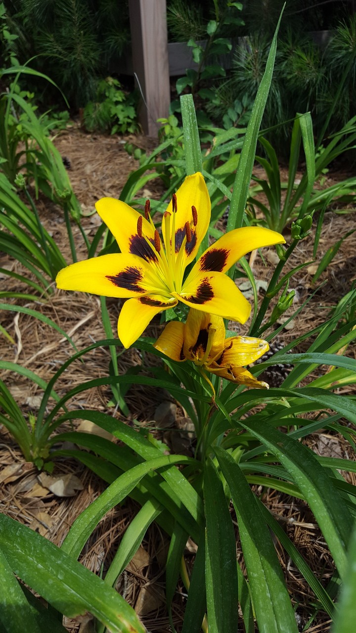 Daylily