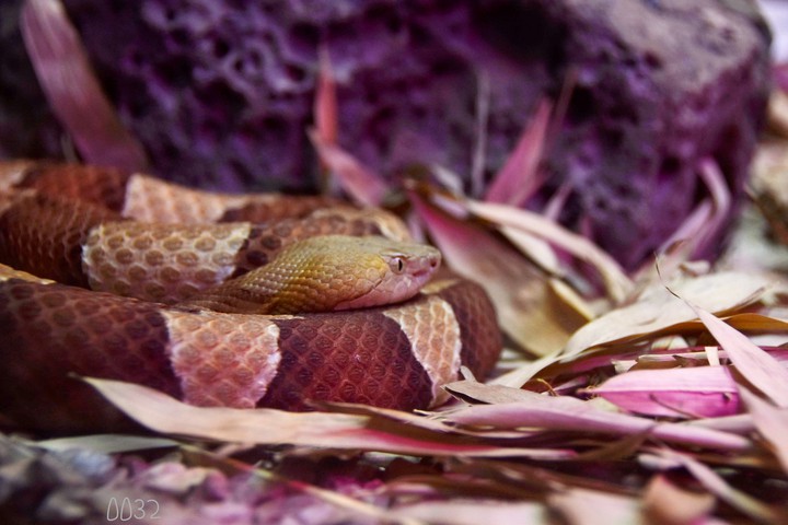 snake