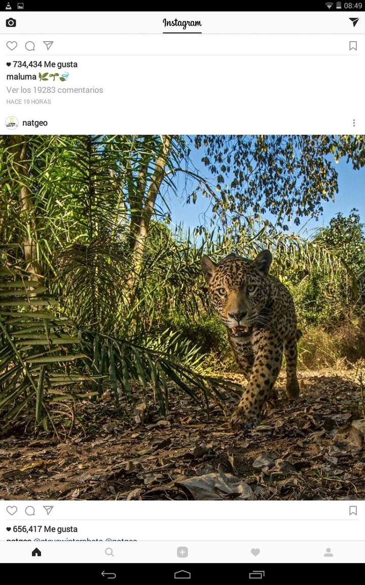 jaguar