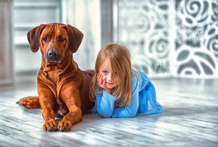 Pet