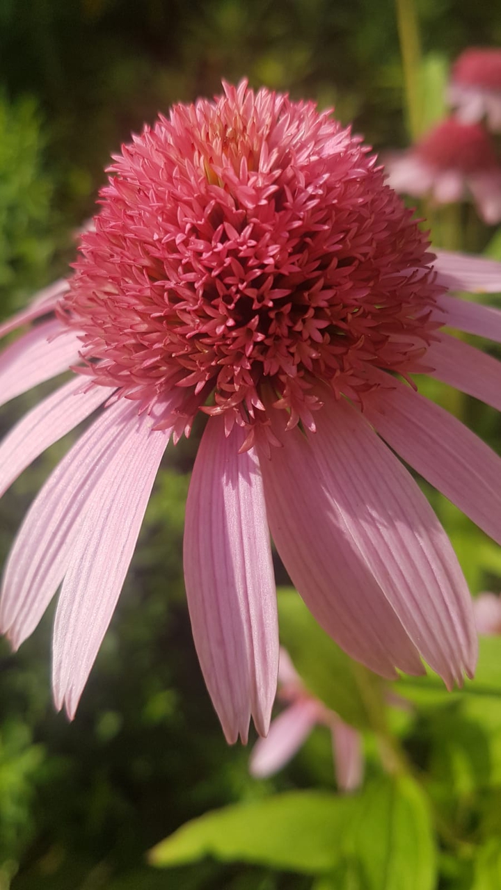 pink flower