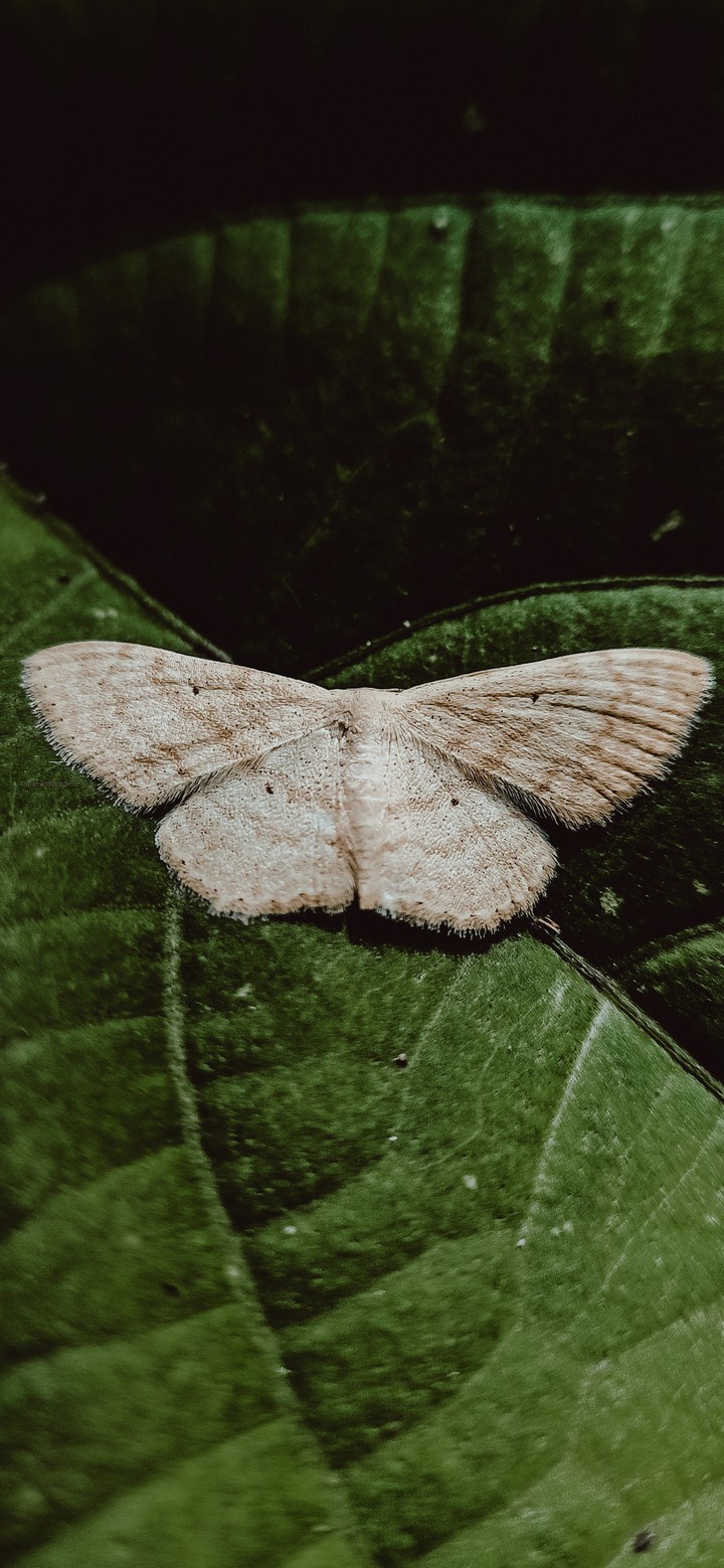 Moth