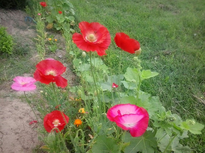 Kashmir