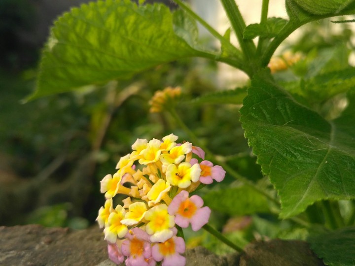 definition of true beauty of nature