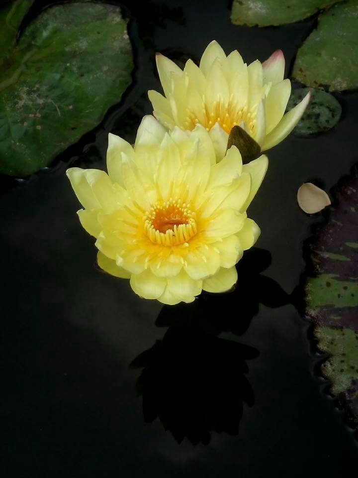 Yellow Lotus