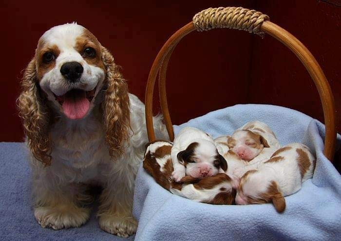 amor