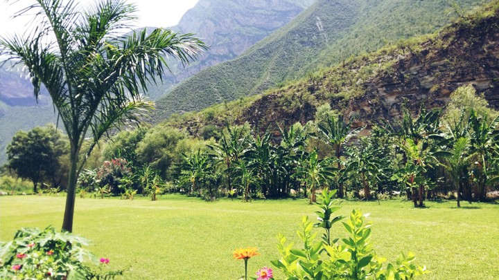 #forest #green #trees #mountains #palmtree