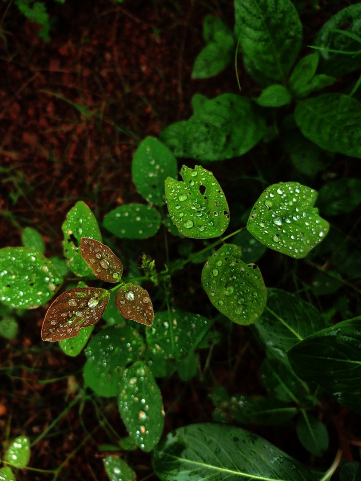 first rain