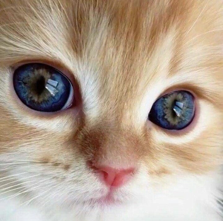 sweet cat