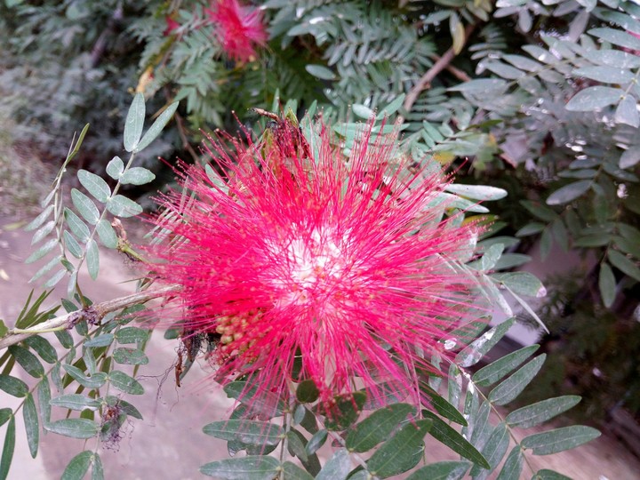 flower