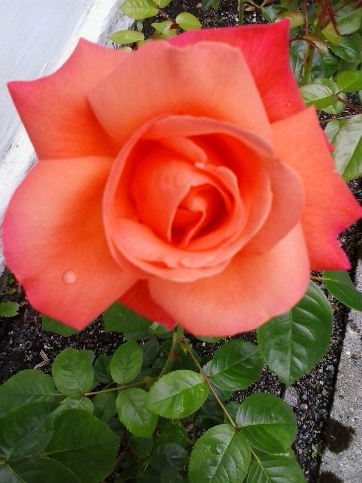 fiori