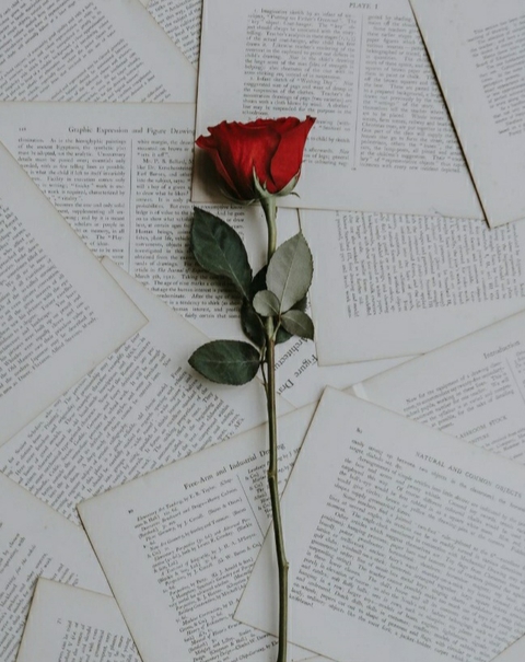 Rose