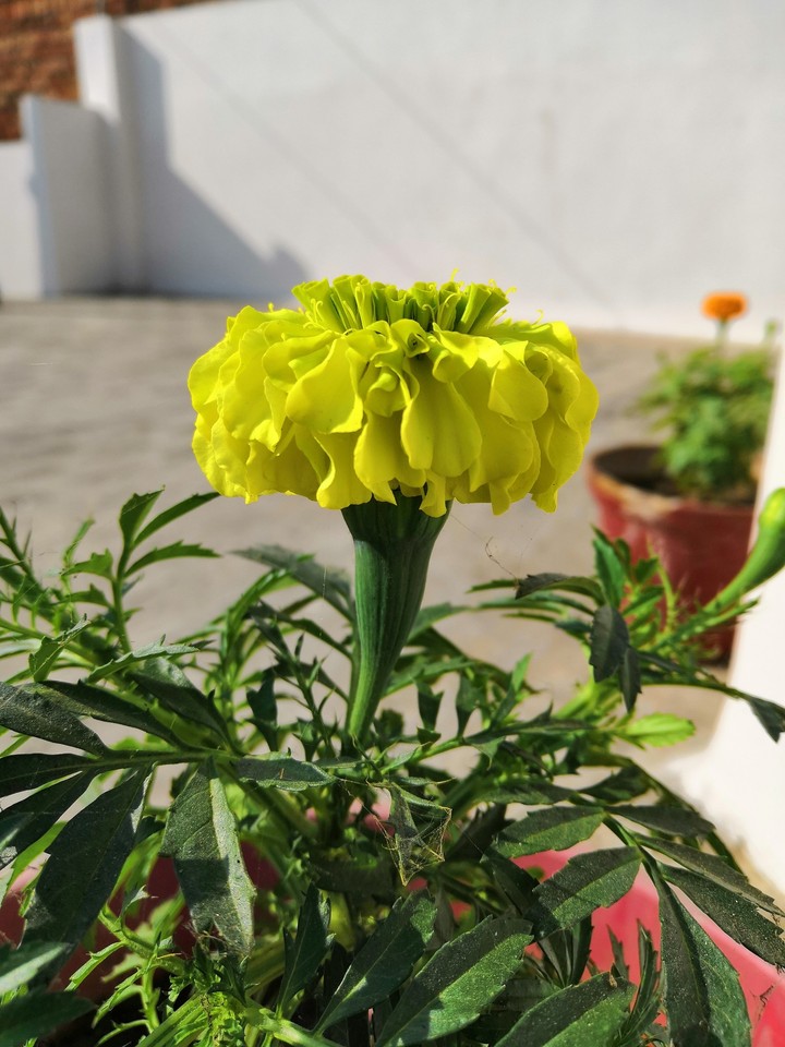 yellow