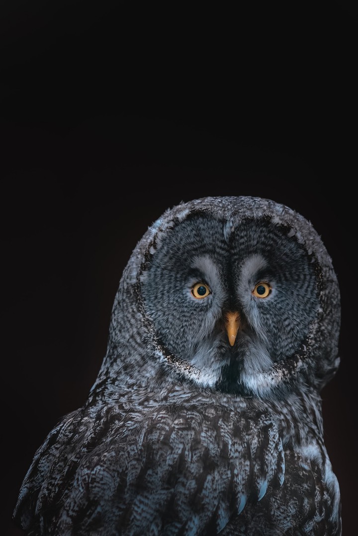 owl
