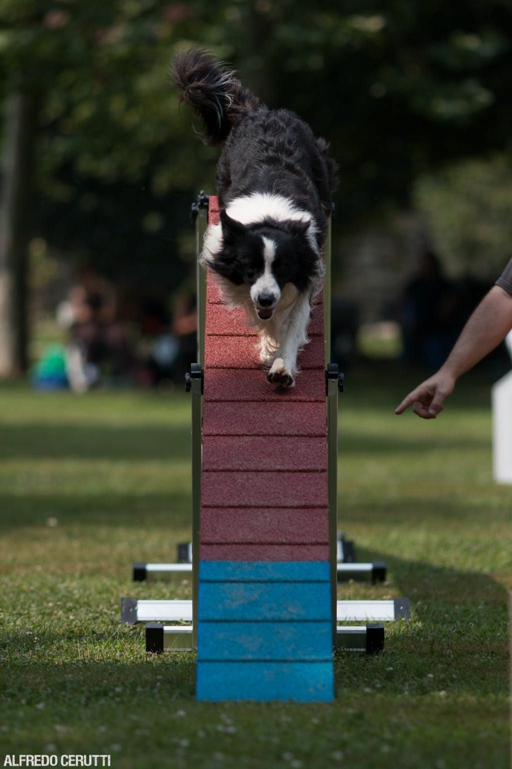 The Border Collie Because There Is No Better Dog