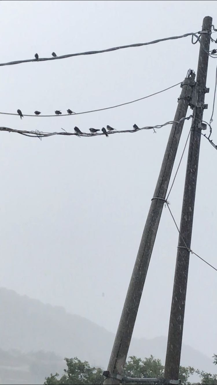 Uccellini sotto la pioggia