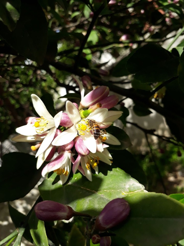 spring