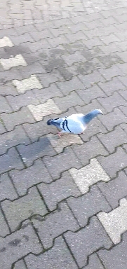 kocum benim koc gibi masaallah
