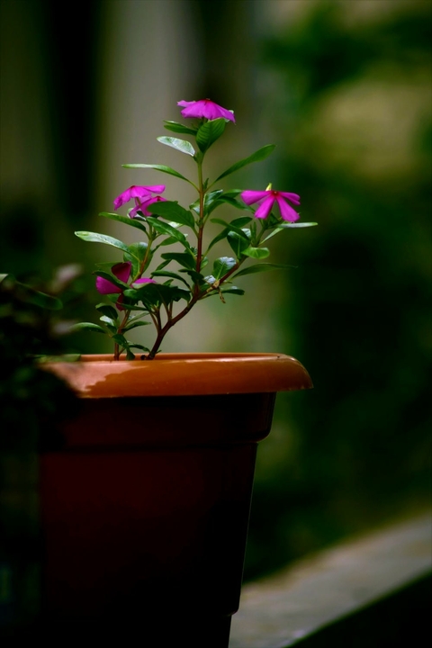 flowerpot, purple duvar kağıtları