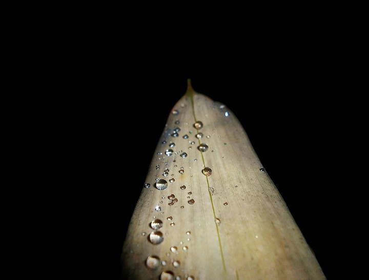 Dewdrops on Bamboo leaf !