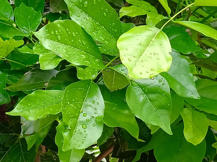 Leaf