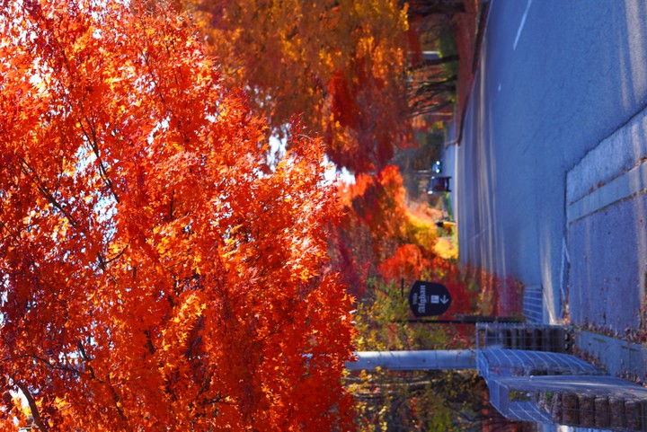 2021年紅葉