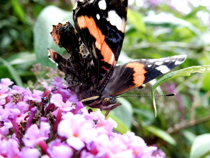 Schmetterling