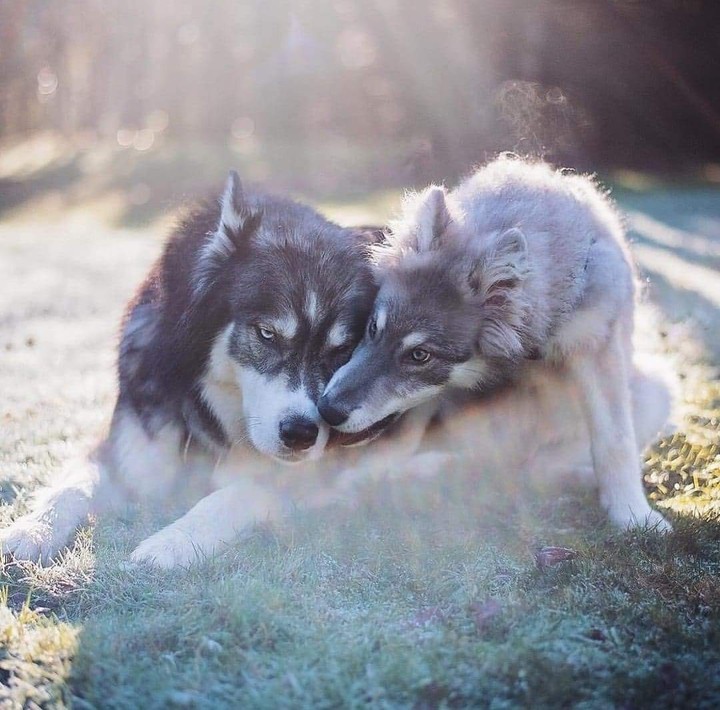 loup