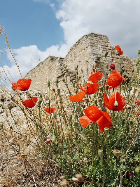 poppies